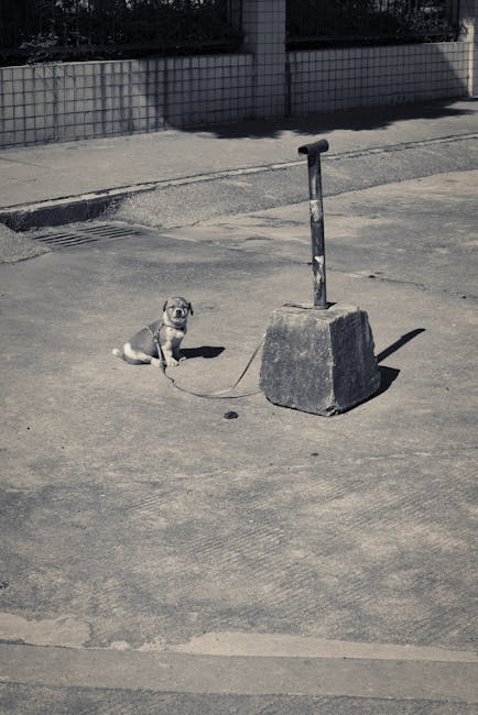 A small dog sitting on a paved street next to a concrete block with a metal pole embedded in it, which appears to be a parking or traffic barrier, casting a shadow on the ground. The street surface sh